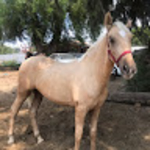 Meet your Posher, Felix - Picture 1 of 1